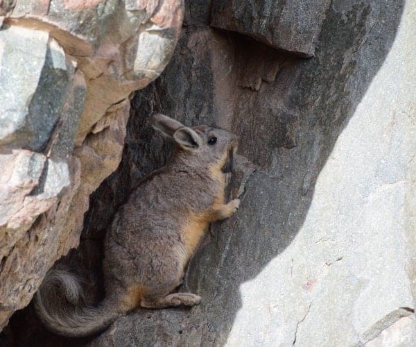 Un pequeño animal trepa por una pared de roca en el norte.