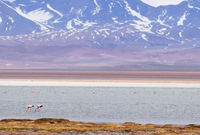 Flamencos en un lago con montañas al fondo en Norte.