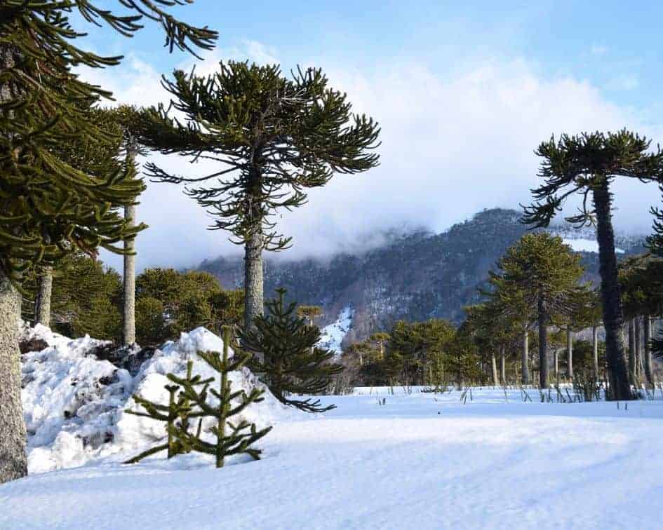 Un grupo de pinos en la nieve con montañas al fondo.