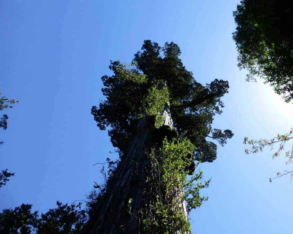 Un árbol alto en un bosque con un cielo azul.