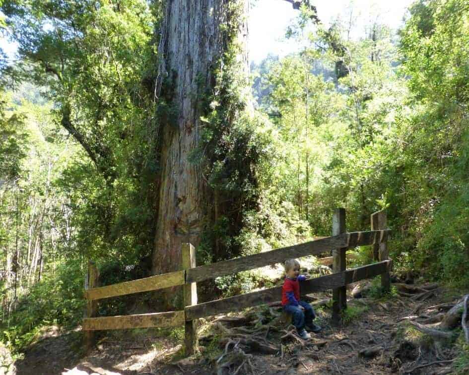 Una persona sentada en una valla de madera, disfrutando del sereno entorno junto a un árbol.
