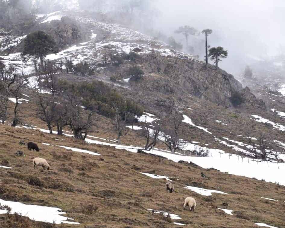Un rebaño de ovejas pastando con gracia en una ladera cubierta de nieve.