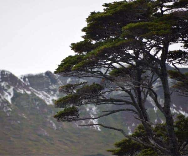 Un árbol patagónico frente a una montaña con montañas nevadas al fondo.