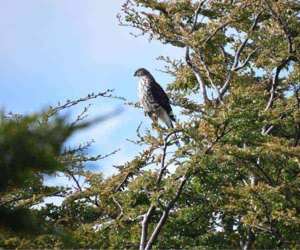 Un halcón de cola roja posado en un árbol en la Patagonia.