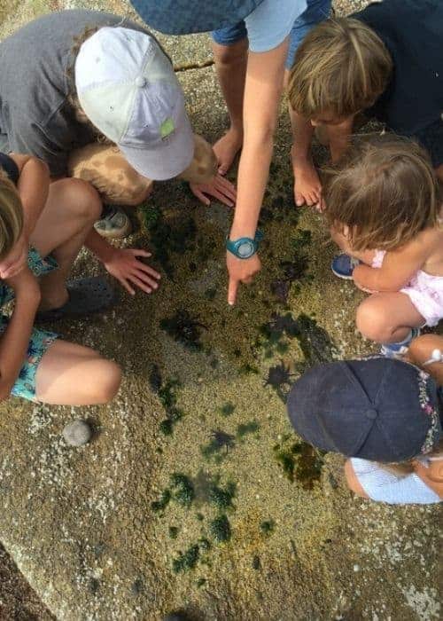 Un grupo de niños acampando, mirando algas sobre una roca.