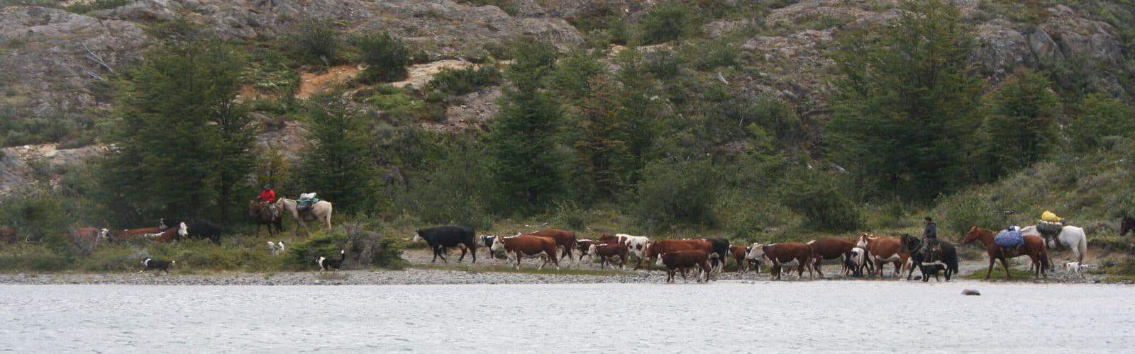 Un grupo de vacas junto a la Huella de los Pioneros.