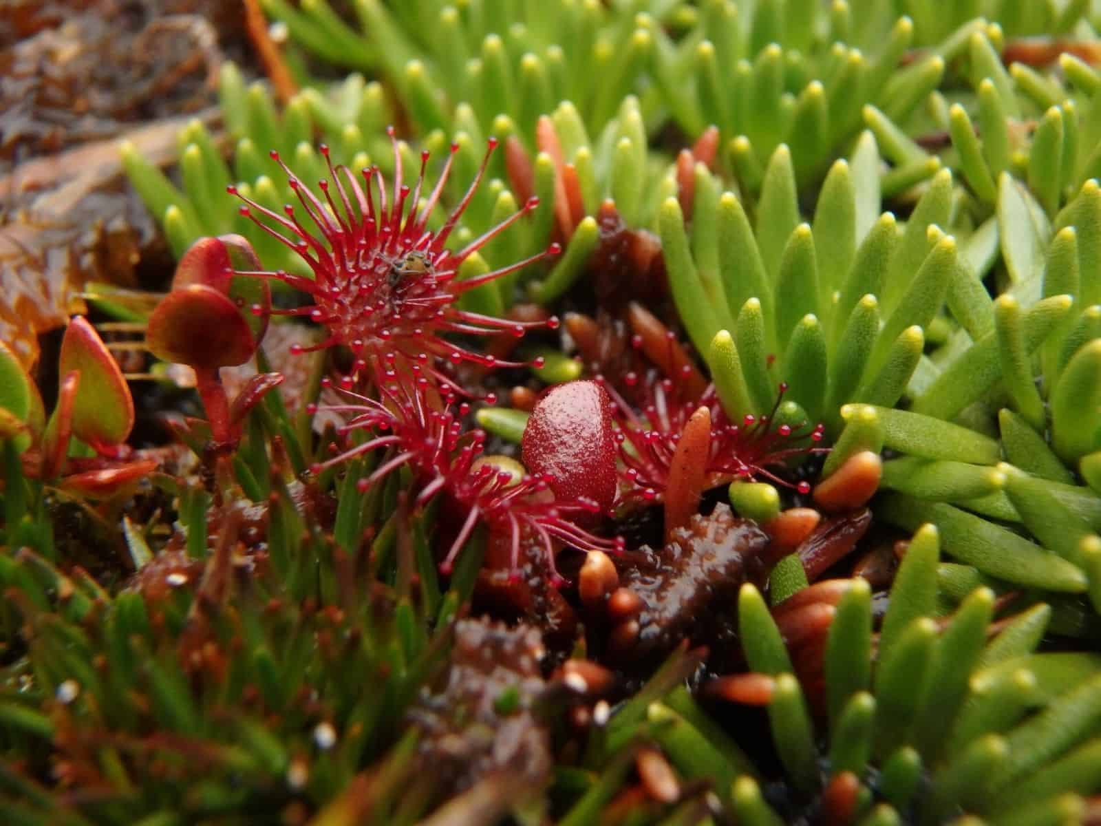 Un primer plano de una planta roja con hojas verdes.