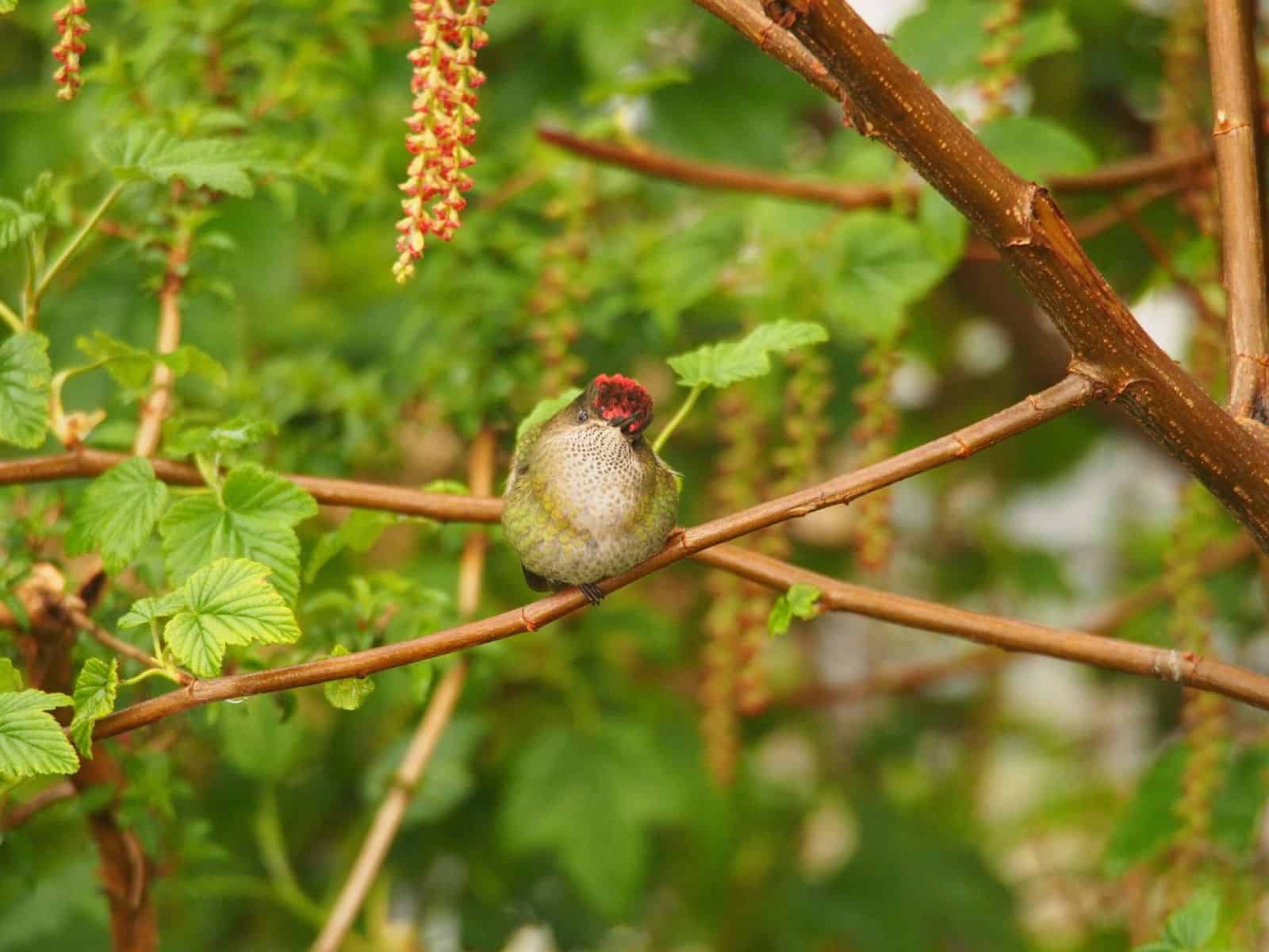 Un colibrí está posado en una rama.