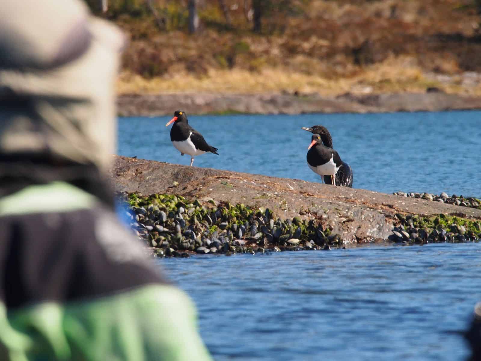 Un grupo de pájaros parados sobre una roca junto al agua.