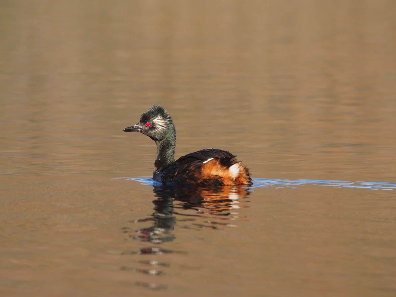 Un pato nadando con gracia en una tranquila masa de agua.