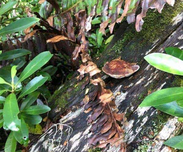 Un hongo que crece en el tronco de un árbol en el bosque a lo largo de un sendero.