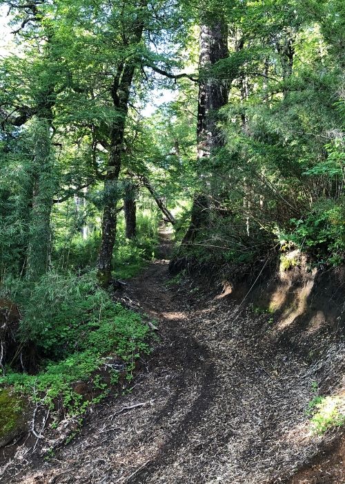 Un sendero de tierra en una zona boscosa.