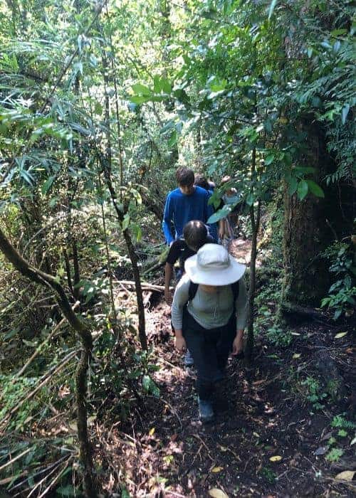 Un grupo de personas caminando por un sendero en el bosque, admirando las hermosas lagunas andinas.