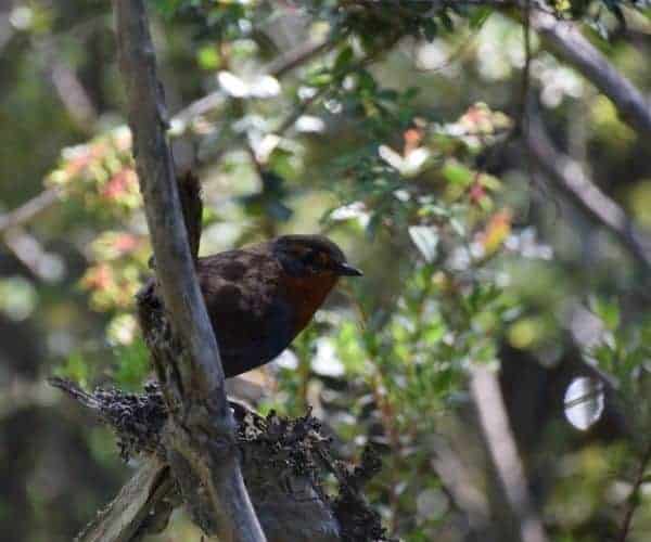 Un pájaro está posado sobre la rama de un árbol, disfrutando de la vista panorámica de las lagunas andinas.