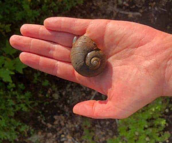 Un caracol de sendero en la mano de una persona.