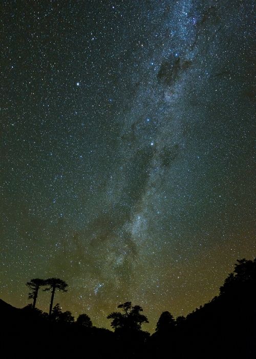 Las románticas estrellas lechosas sobre los árboles en el cielo nocturno.