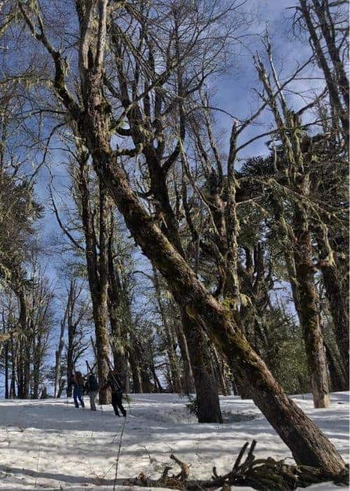 Un grupo de personas caminando por un bosque nevado cerca de un volcán.