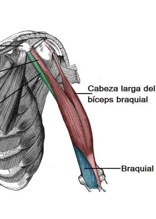 Codo del Trepador