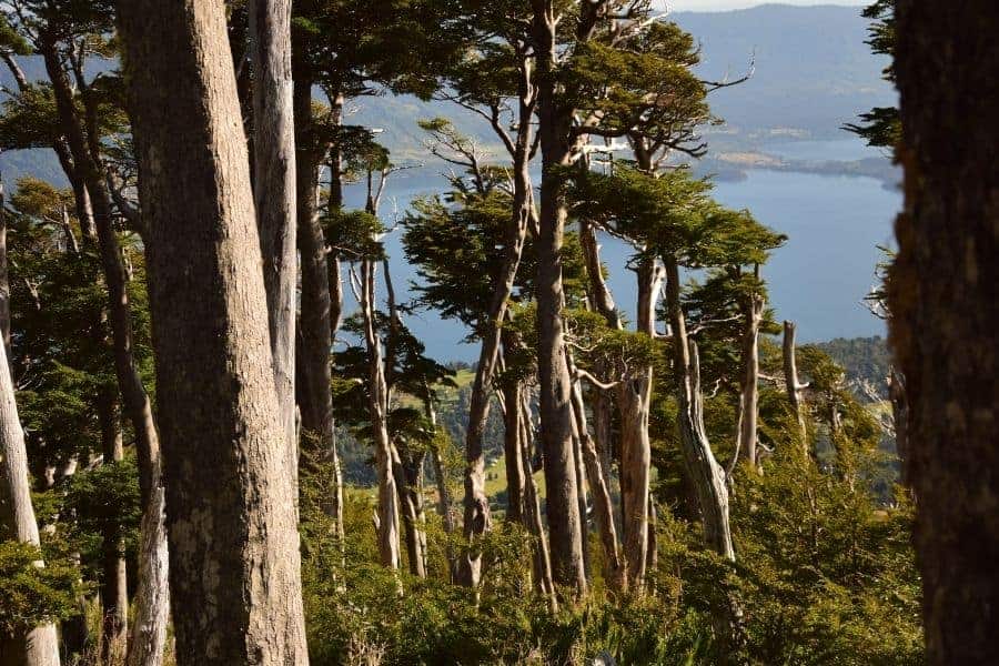 Un grupo de árboles en una colina, antillanca, con vistas a un lago.