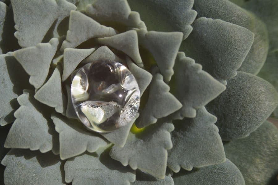 Un cristal transparente se encuentra encima de una planta suculenta en la región de Paso.