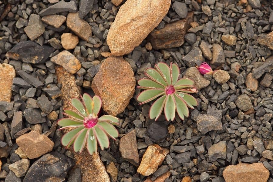 Dos plantas con flores rosadas en un terreno rocoso cerca de Paso.