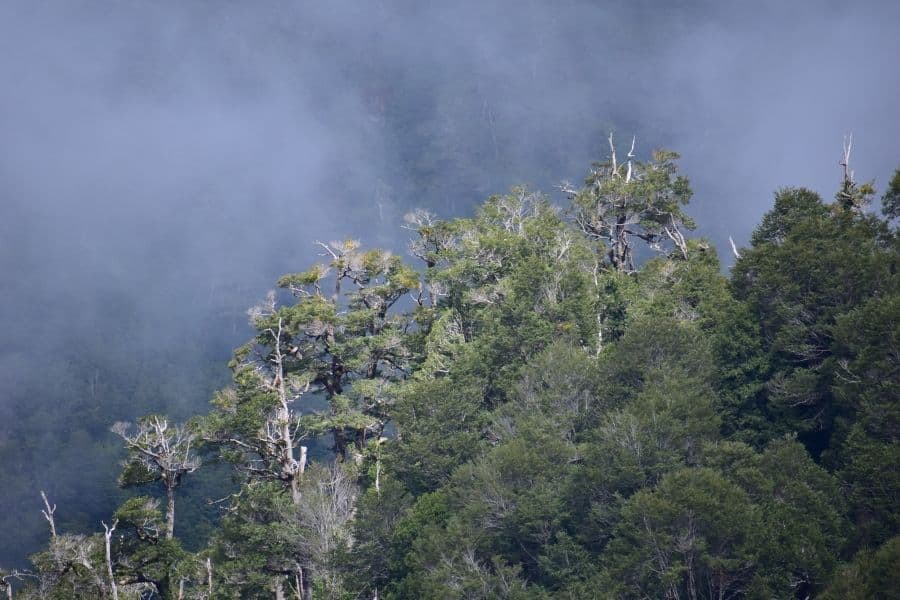 Un bosque de niebla con árboles en primer plano.