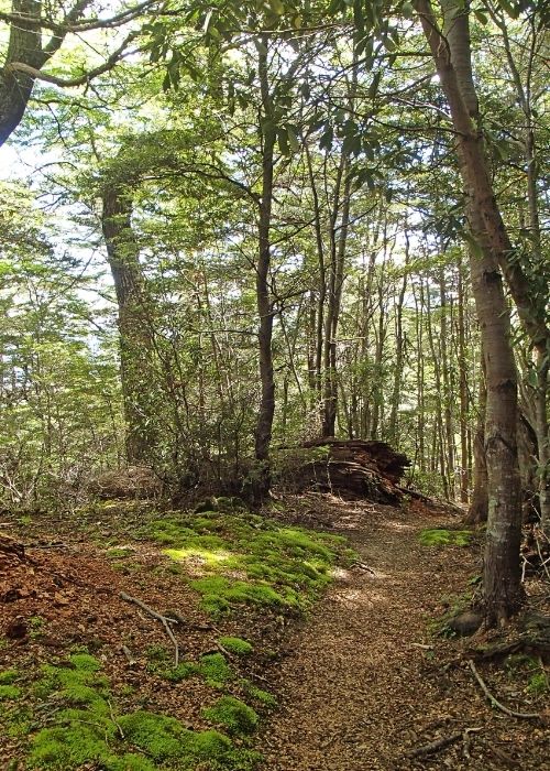 Un sendero exploratorio a través del bosque de O'Higgins cubierto de musgo en la Patagonia.