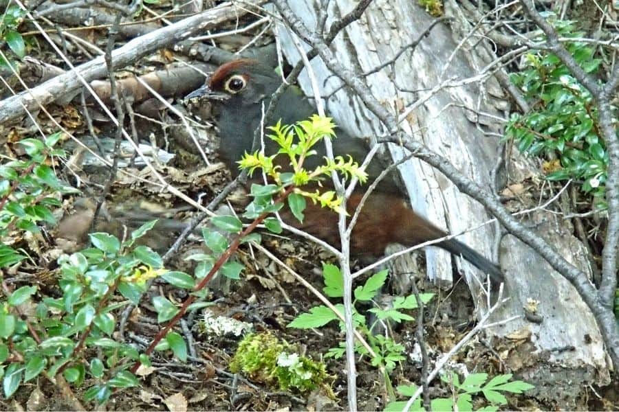 Un pájaro marrón está parado en el Bosque de O'Higgins.