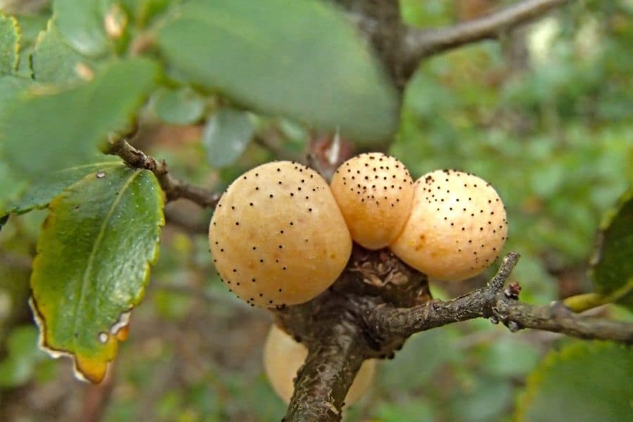 Un árbol en la Patagonia con muchos frutos.