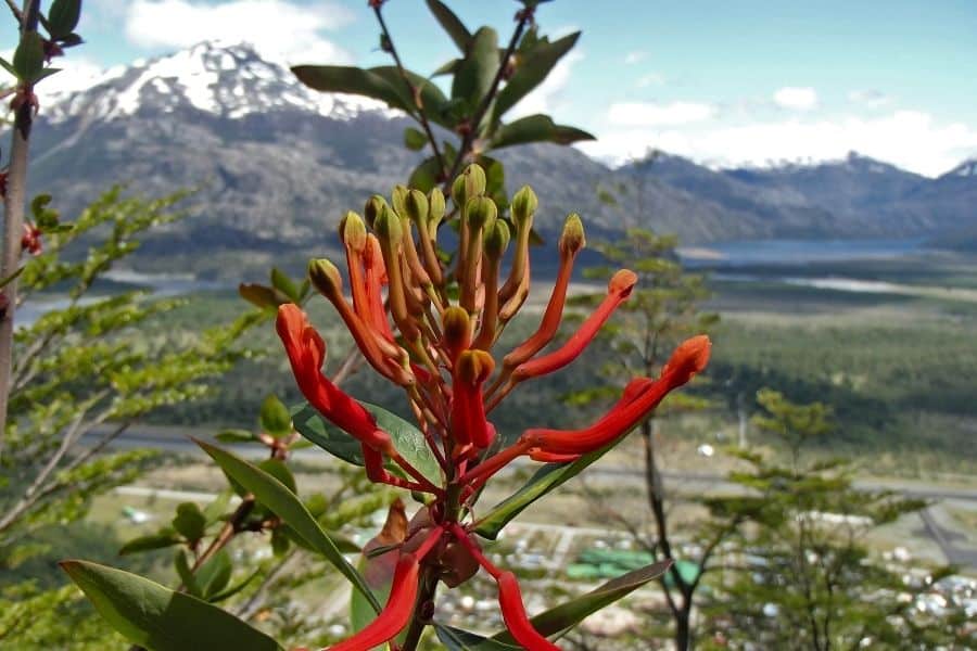 Una exploración en la Patagonia con una flor roja y montañas al fondo.