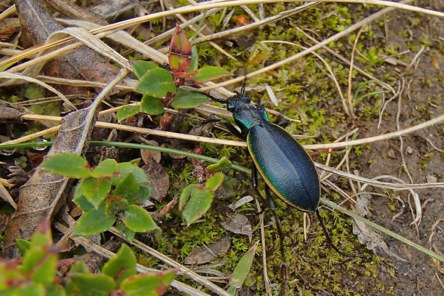 Un escarabajo verde y negro está sentado en el suelo en la Patagonia.