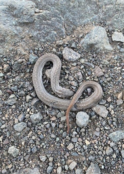 Una serpiente Overland enrollada cerca de las rocas del Cajón Las Leñas.