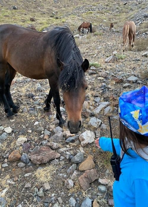 Una niña alimenta a un caballo en las montañas del Cajón Las Leñas.