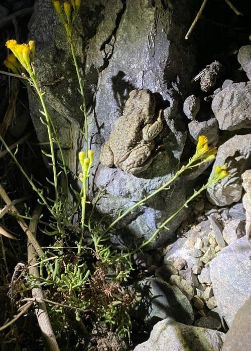 Una rana terrestre se posa sobre una roca con vistas a las vibrantes flores amarillas.