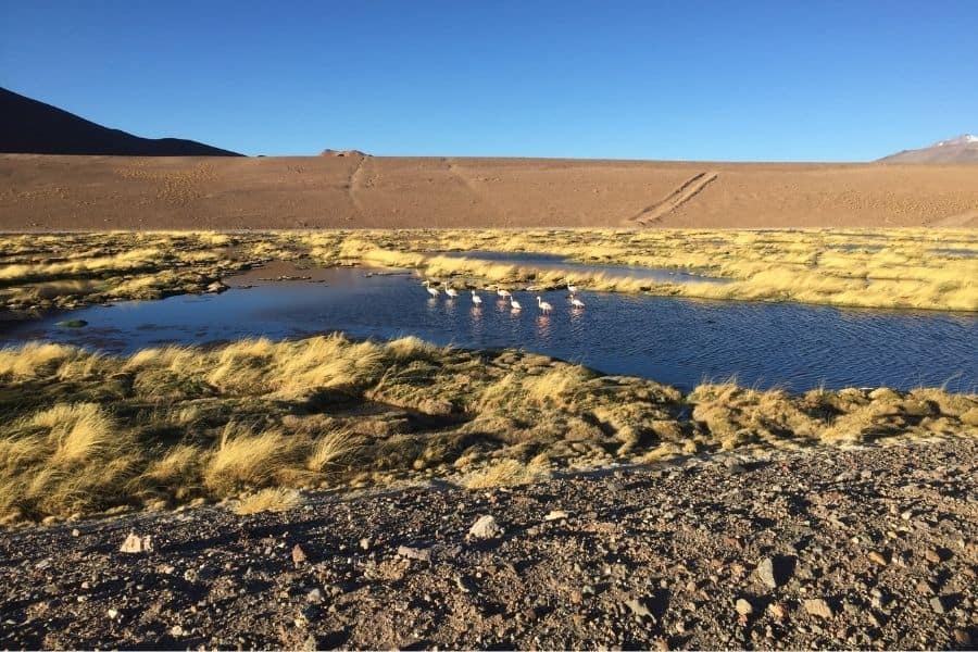 Bodefales camino al volcán Copiapó