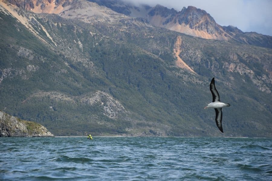 Un pájaro sobrevuela un cuerpo de agua en la Patagonia con montañas al fondo.