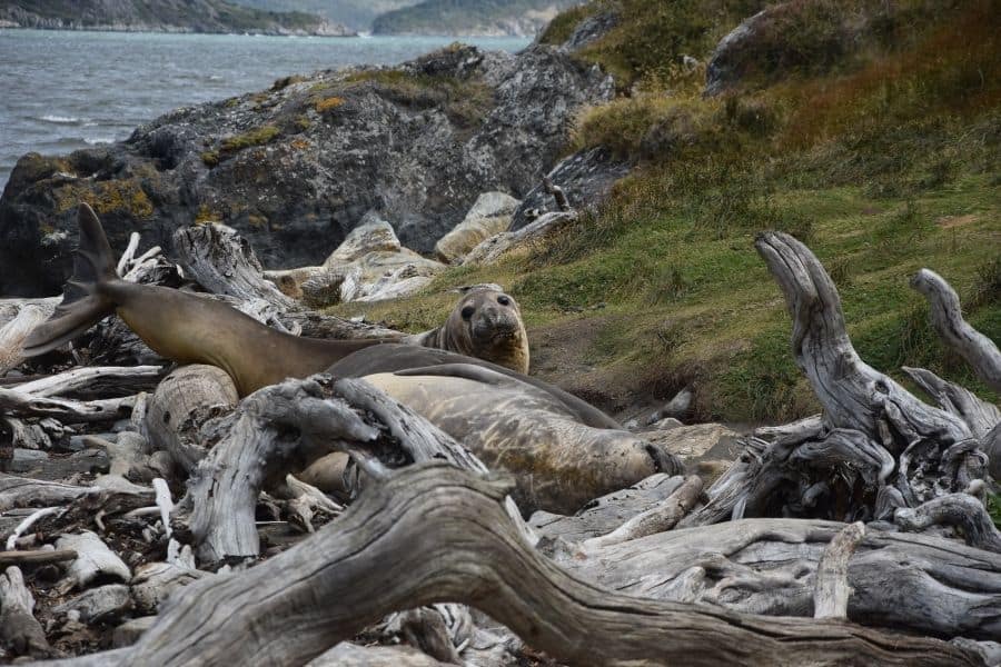 Un grupo de lobos marinos descansando en una costa rocosa en la Patagonia.