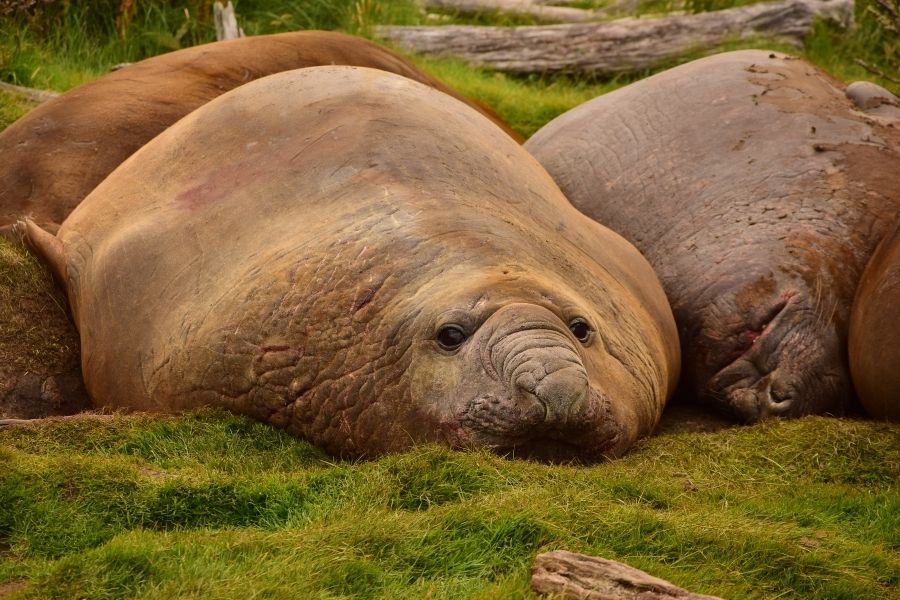 Un grupo de ballenas jorobadas descansando en la hierba de la Patagonia.