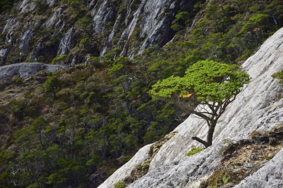 Un árbol solitario en la ladera de un acantilado en la Patagonia, con vista al impresionante pico La Muela.