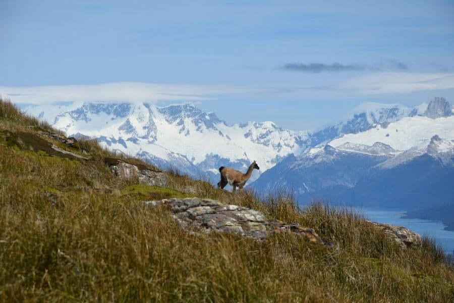 Un ciervo parado en la cima de una colina cubierta de hierba con montañas al fondo en la Patagonia.