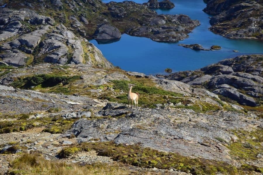 Una llama parada en la cima de una montaña cerca de un lago en la Patagonia.