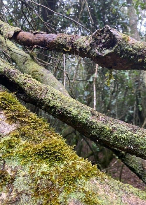 arboles y troncos selva valdiviana