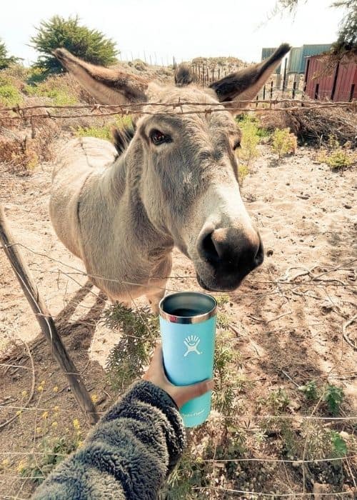 botellas Hydro Flask