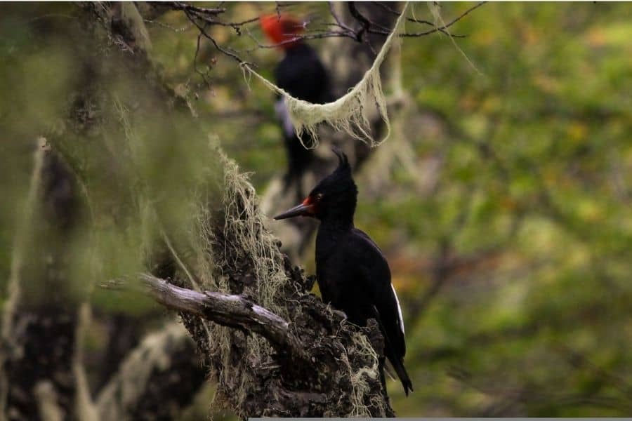 carpintetro negro