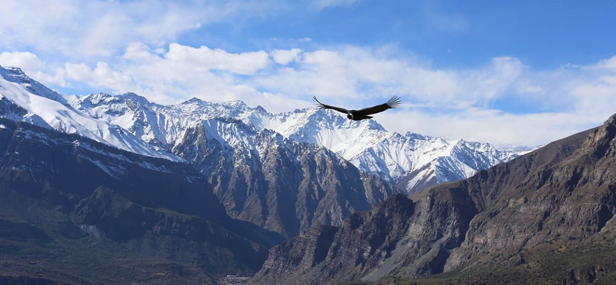 Un águila vuela majestuosamente sobre una cadena montañosa cubierta de glaciares, con los nevados de Chile.